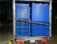 Pallet nhựa xuất khẩu huyện Củ Chi